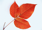 Datacraft Sozaijiten : Leaves 