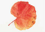 Datacraft Sozaijiten : Leaves 