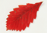 Datacraft Sozaijiten : Leaves 