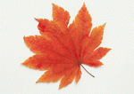 Datacraft Sozaijiten : Leaves 