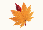 Datacraft Sozaijiten : Leaves 