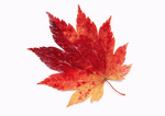 Datacraft Sozaijiten : Leaves 