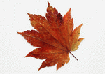 Datacraft Sozaijiten : Leaves 