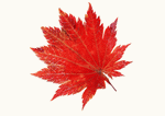 Datacraft Sozaijiten : Leaves 