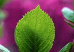 Datacraft Sozaijiten : Leaves 