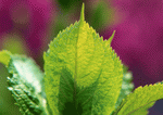 Datacraft Sozaijiten : Leaves 