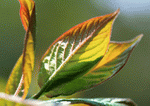 Datacraft Sozaijiten : Leaves 