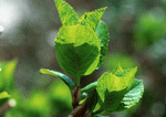 Datacraft Sozaijiten : Leaves 