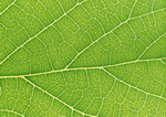 Datacraft Sozaijiten : Leaves 