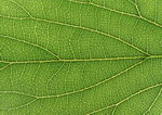 Datacraft Sozaijiten : Leaves 