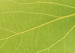 Datacraft Sozaijiten : Leaves 