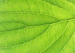 Datacraft Sozaijiten : Leaves 