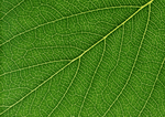 Datacraft Sozaijiten : Leaves 