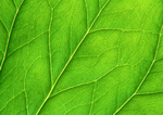 Datacraft Sozaijiten : Leaves 