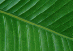 Datacraft Sozaijiten : Leaves 