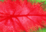 Datacraft Sozaijiten : Leaves 