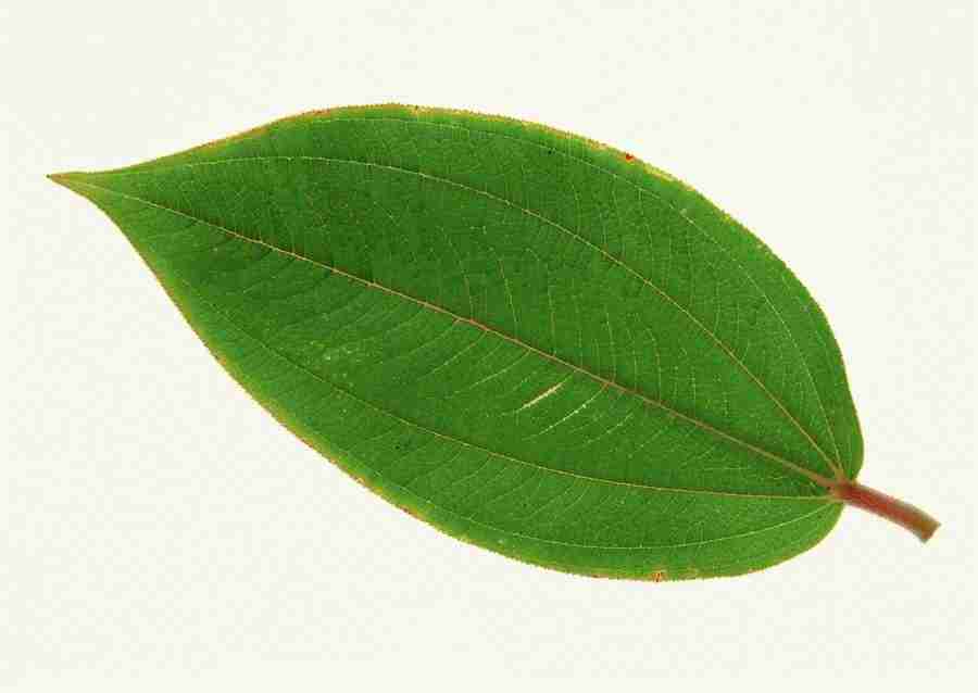 Leaves - Datacraft Sozaijiten  ></a>
<script language=JavaScript> 
  var txt = 