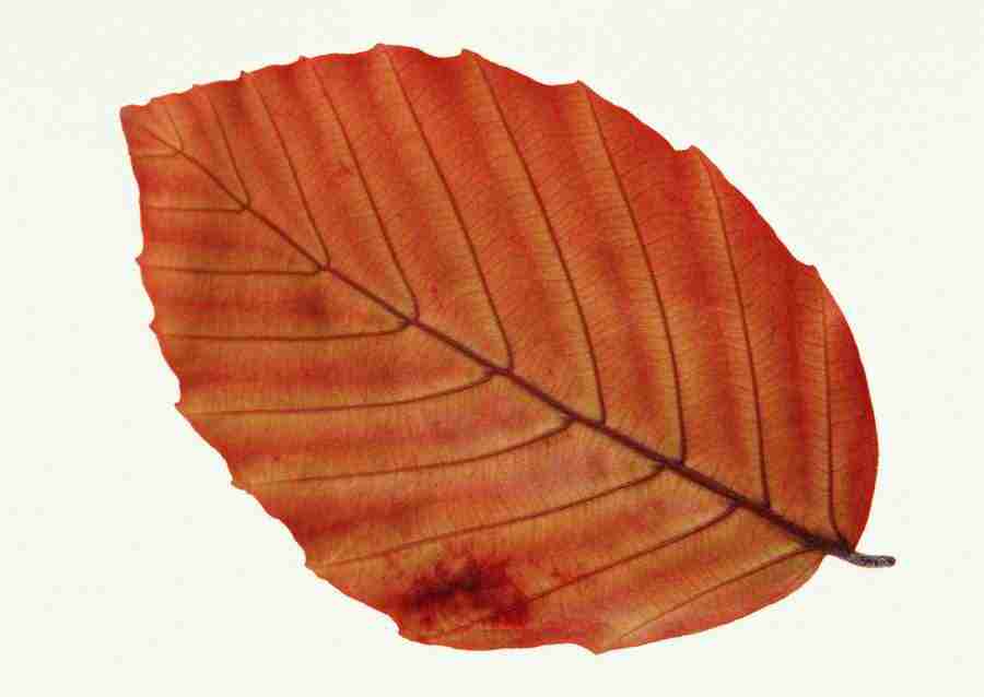 Leaves - Datacraft Sozaijiten  ></a>
<script language=JavaScript> 
  var txt = 