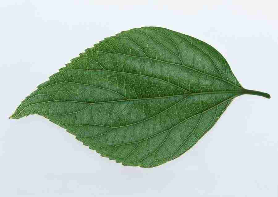 Leaves - Datacraft Sozaijiten  ></a>
<script language=JavaScript> 
  var txt = 