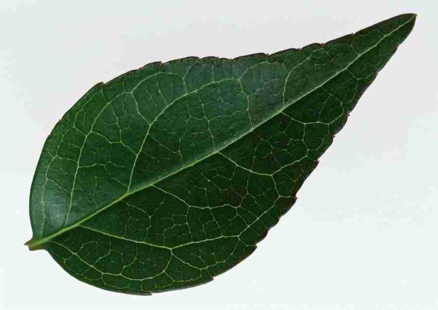 Leaves - Datacraft Sozaijiten  ></a>
<script language=JavaScript> 
  var txt = 