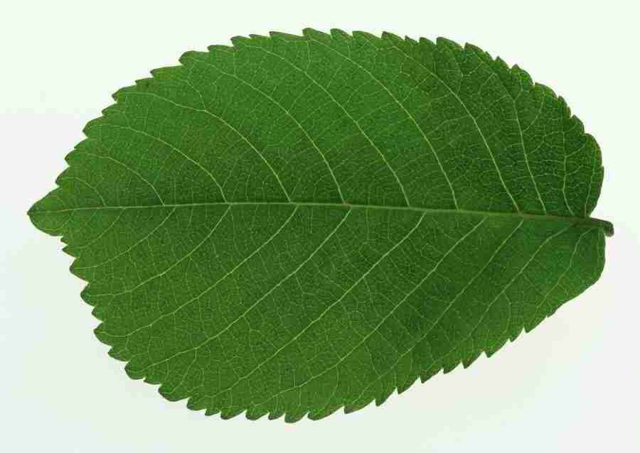 Leaves - Datacraft Sozaijiten  ></a>
<script language=JavaScript> 
  var txt = 