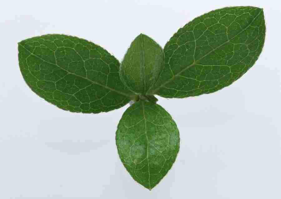 Leaves - Datacraft Sozaijiten  ></a>
<script language=JavaScript> 
  var txt = 