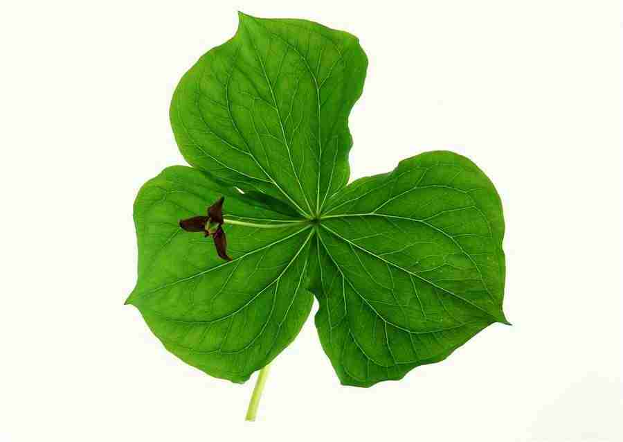 Leaves - Datacraft Sozaijiten  ></a>
<script language=JavaScript> 
  var txt = 