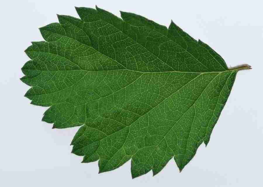 Leaves - Datacraft Sozaijiten  ></a>
<script language=JavaScript> 
  var txt = 