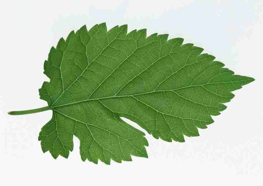 Leaves - Datacraft Sozaijiten  ></a>
<script language=JavaScript> 
  var txt = 