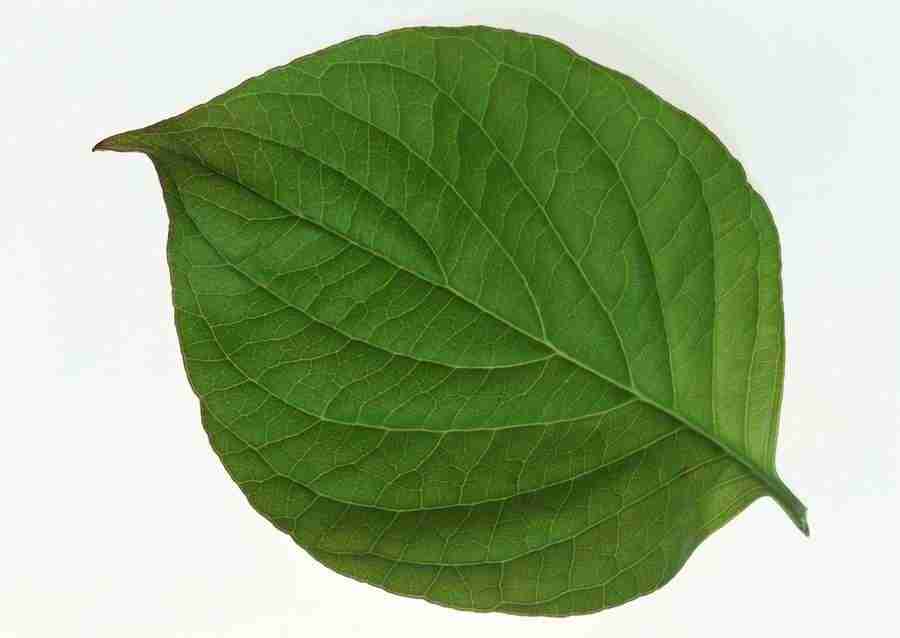 Leaves - Datacraft Sozaijiten  ></a>
<script language=JavaScript> 
  var txt = 