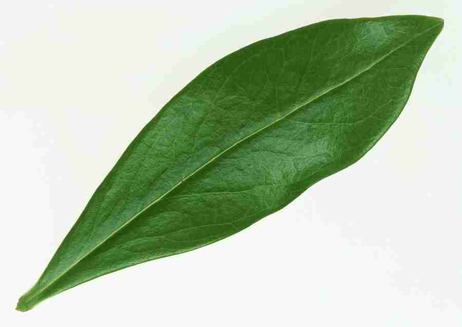 Leaves - Datacraft Sozaijiten  ></a>
<script language=JavaScript> 
  var txt = 