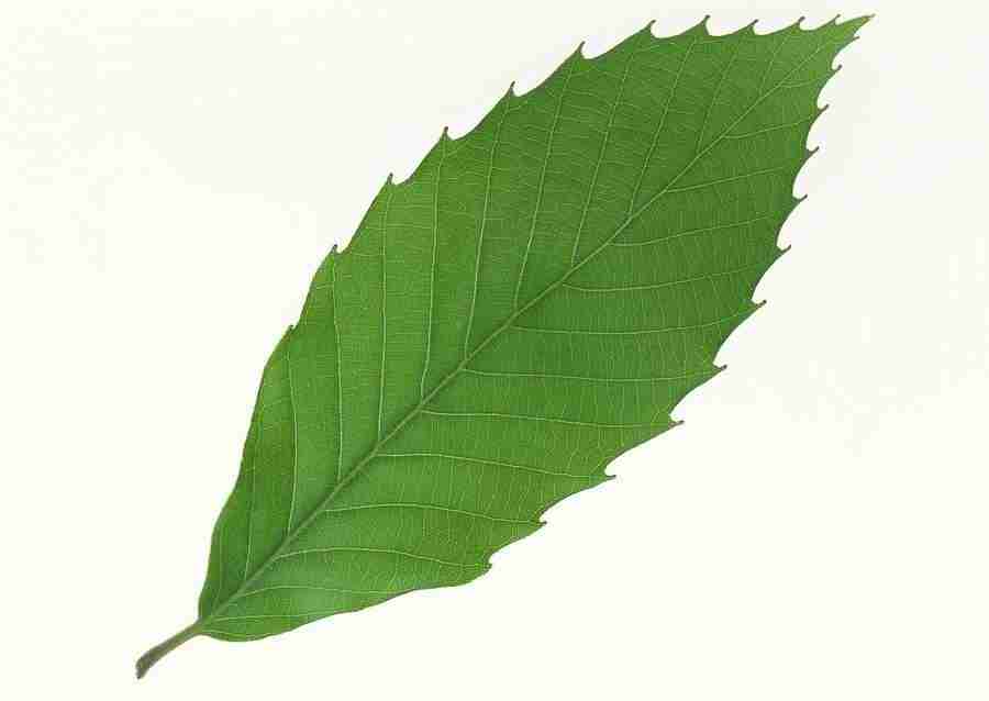 Leaves - Datacraft Sozaijiten  ></a>
<script language=JavaScript> 
  var txt = 