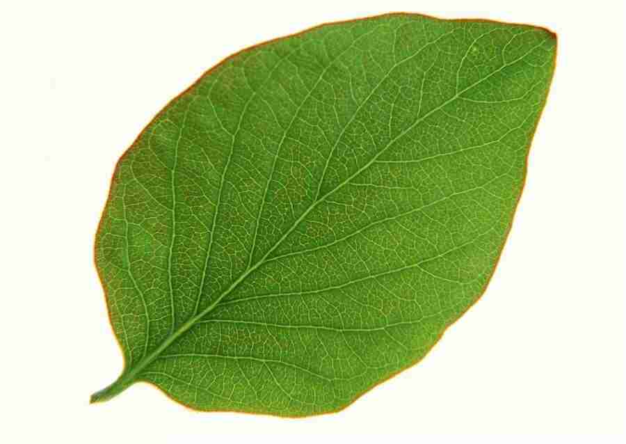 Leaves - Datacraft Sozaijiten  ></a>
<script language=JavaScript> 
  var txt = 