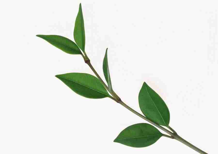 Leaves - Datacraft Sozaijiten  ></a>
<script language=JavaScript> 
  var txt = 