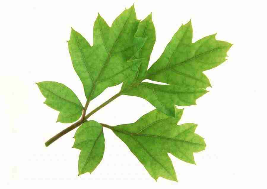 Leaves - Datacraft Sozaijiten  ></a>
<script language=JavaScript> 
  var txt = 