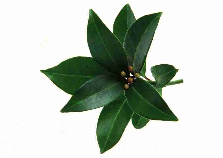 Leaves - Datacraft Sozaijiten  ></a>
<script language=JavaScript> 
  var txt = 