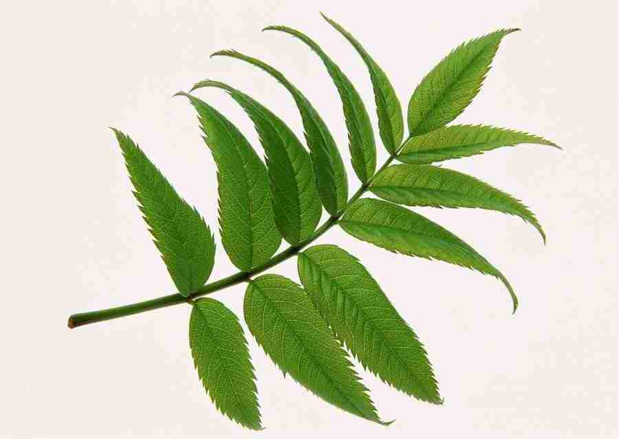 Leaves - Datacraft Sozaijiten  ></a>
<script language=JavaScript> 
  var txt = 