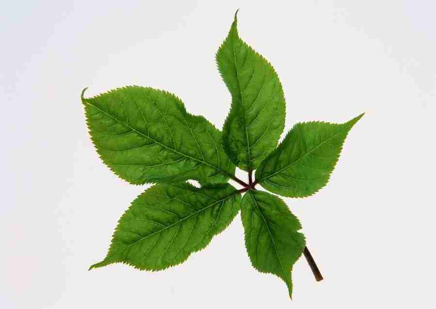 Leaves - Datacraft Sozaijiten  ></a>
<script language=JavaScript> 
  var txt = 