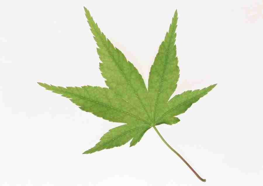 Leaves - Datacraft Sozaijiten  ></a>
<script language=JavaScript> 
  var txt = 