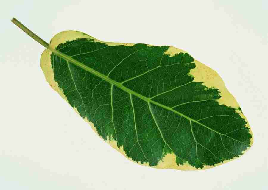 Leaves - Datacraft Sozaijiten  ></a>
<script language=JavaScript> 
  var txt = 