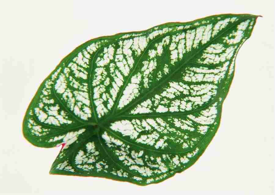 Leaves - Datacraft Sozaijiten  ></a>
<script language=JavaScript> 
  var txt = 