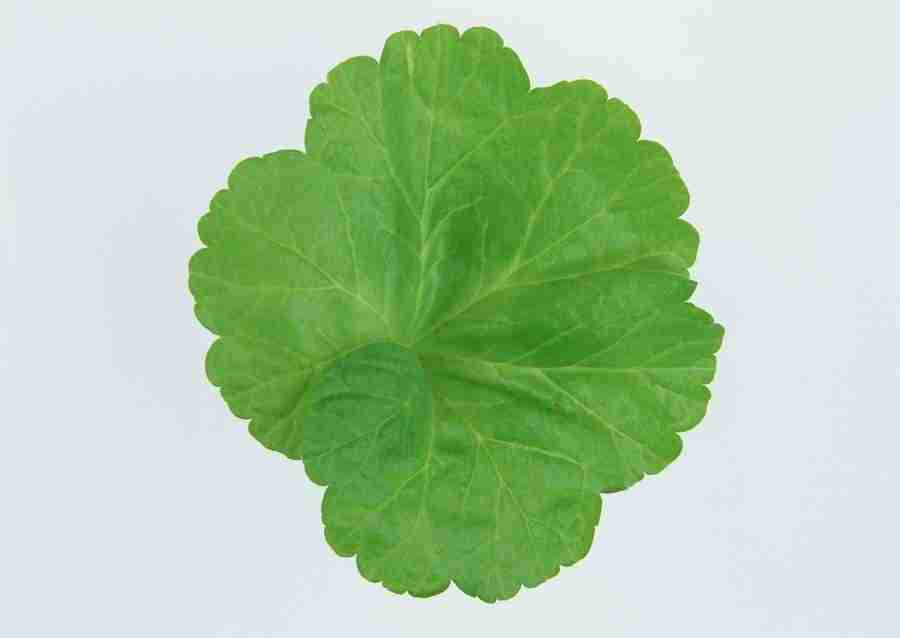 Leaves - Datacraft Sozaijiten  ></a>
<script language=JavaScript> 
  var txt = 