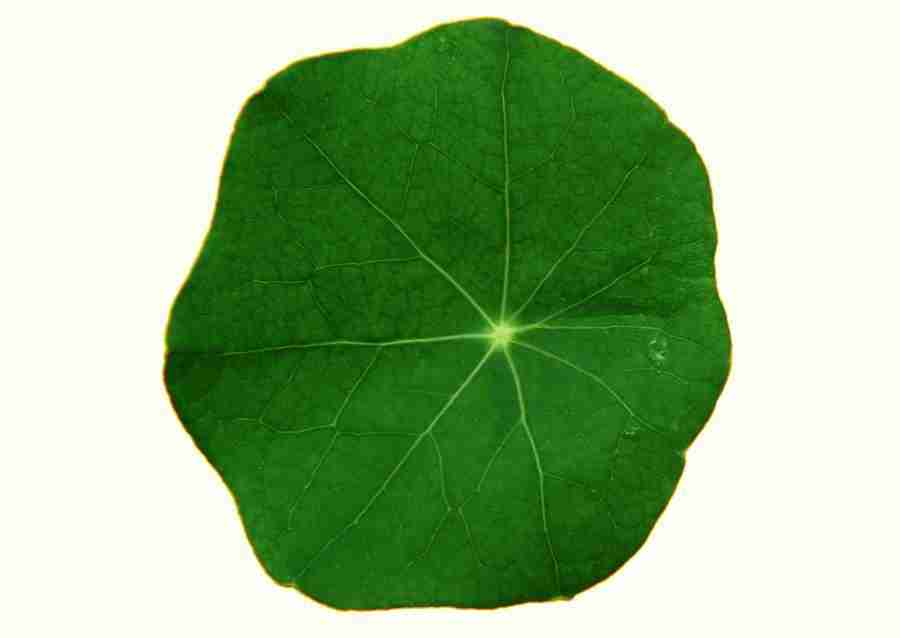 Leaves - Datacraft Sozaijiten  ></a>
<script language=JavaScript> 
  var txt = 