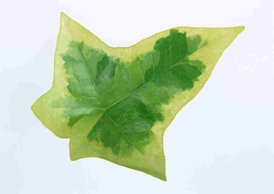 Leaves - Datacraft Sozaijiten  ></a>
<script language=JavaScript> 
  var txt = 