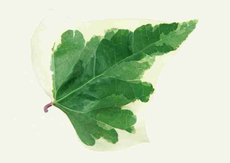 Leaves - Datacraft Sozaijiten  ></a>
<script language=JavaScript> 
  var txt = 