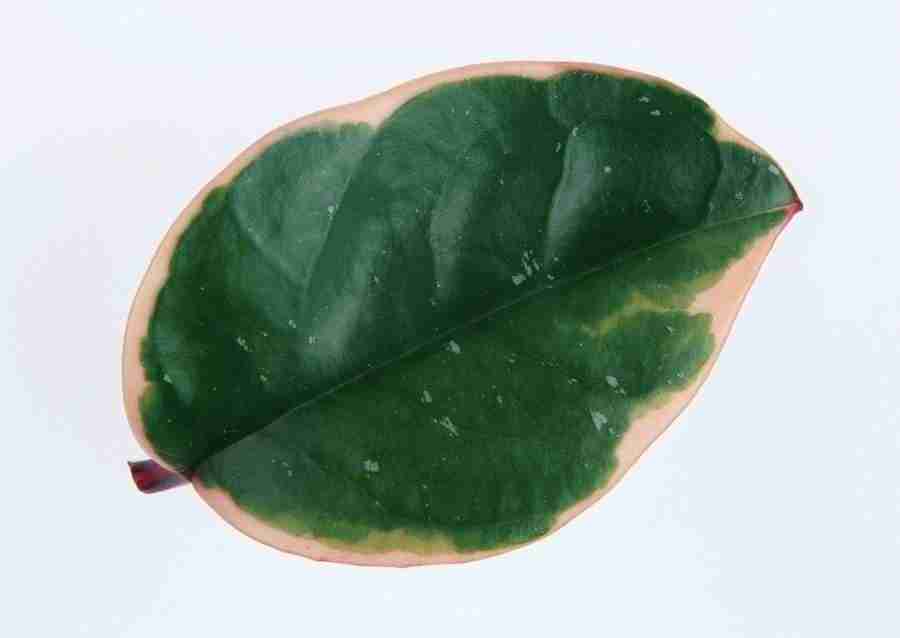 Leaves - Datacraft Sozaijiten  ></a>
<script language=JavaScript> 
  var txt = 