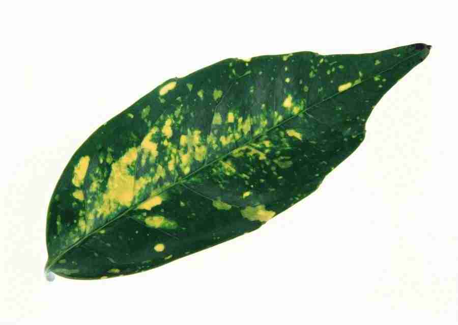 Leaves - Datacraft Sozaijiten  ></a>
<script language=JavaScript> 
  var txt = 