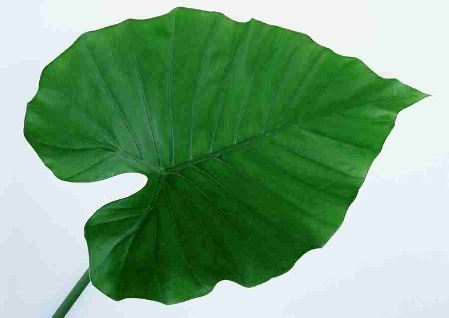 Leaves - Datacraft Sozaijiten  ></a>
<script language=JavaScript> 
  var txt = 