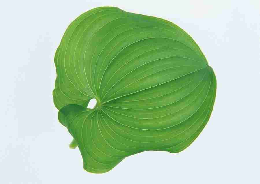 Leaves - Datacraft Sozaijiten  ></a>
<script language=JavaScript> 
  var txt = 