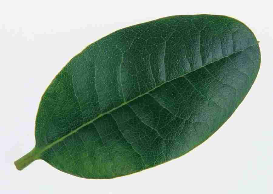 Leaves - Datacraft Sozaijiten  ></a>
<script language=JavaScript> 
  var txt = 